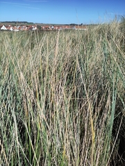 Ammophila arenaria