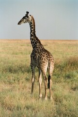 Giraffa camelopardalis tippelskirchi