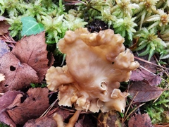 Craterellus tubaeformis