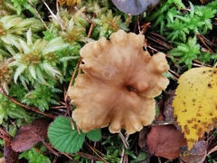 Craterellus tubaeformis