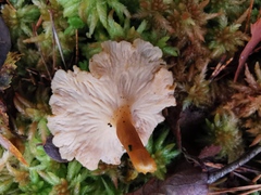 Craterellus tubaeformis
