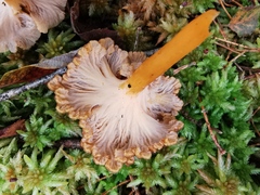 Craterellus tubaeformis