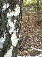 Betula pendula