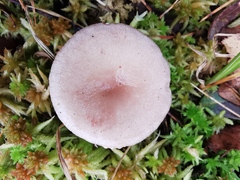 Lactarius vietus