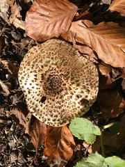 Echinoderma