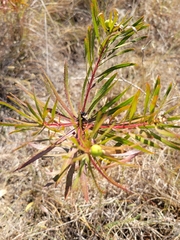 Stillingia texana