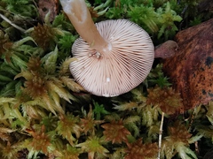 Lactarius vietus