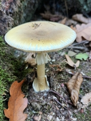 Amanita phalloides
