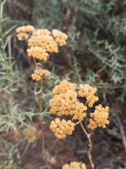 Helichrysum stoechas