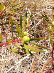 Stillingia texana