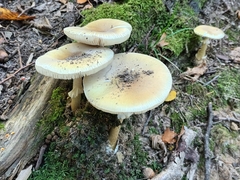 Amanita phalloides