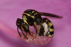 Ceratina collusor