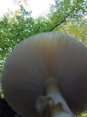 Amanita phalloides