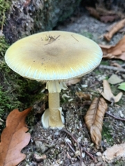 Amanita phalloides
