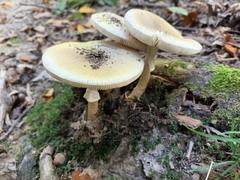 Amanita phalloides