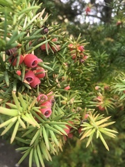 Taxus baccata