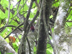 Blythipicus rubiginosus