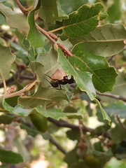 Camponotus cruentatus