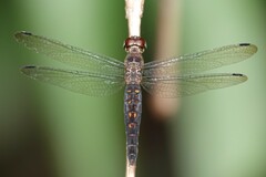 Orchithemis pulcherrima