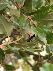 Camponotus cruentatus