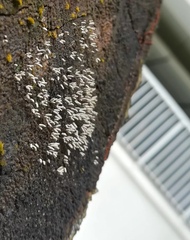 Arcyria cinerea
