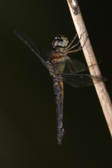 Orchithemis pulcherrima