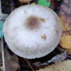 Rhodocollybia asema