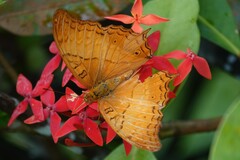 Vindula dejone erotella