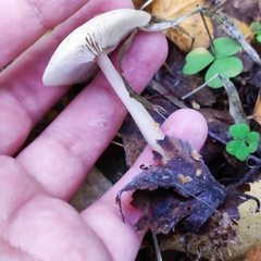 Rhodocollybia asema