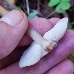 Rhodocollybia asema