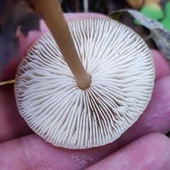 Rhodocollybia asema