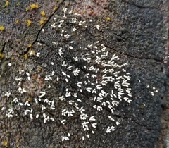 Arcyria cinerea