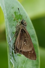 Pelopidas mathias