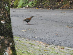 Arborophila hyperythra