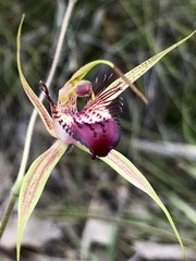 Caladenia paludosa