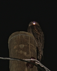 Nyctibius griseus