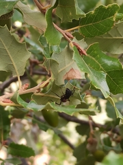 Camponotus cruentatus