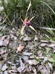 Caladenia paludosa