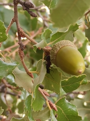 Camponotus cruentatus