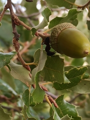 Camponotus cruentatus