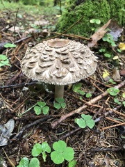 Chlorophyllum olivieri