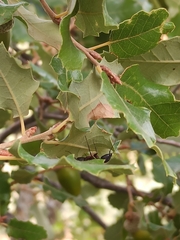 Camponotus cruentatus