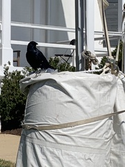 Corvus brachyrhynchos