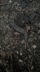 Limax maximus