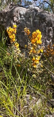 Pultenaea largiflorens