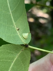 Caryomyia sanguinolenta