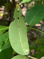 Caryomyia sanguinolenta