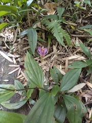 Tricyrtis formosana