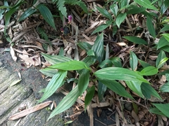 Tricyrtis formosana
