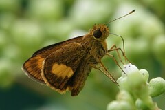 Oriens paragola